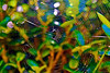 Madrid > The shadows and highlights on the background leaves created a rainbow of color. I just added vividity to it to create the impression of a painting.