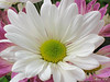 Marisa Lopez-Cruzan > Flowers photo