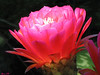 Marisa Lopez-Cruzan > Flowers photo