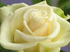 Marisa Lopez-Cruzan > Flowers photo