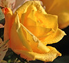 Marisa Lopez-Cruzan > Flowers photo