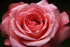 Marisa Lopez-Cruzan > Flowers photo