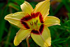 Marisa Lopez-Cruzan > Flowers photo