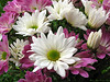 Marisa Lopez-Cruzan > Flowers photo