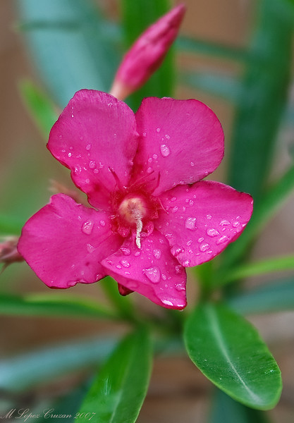 Marisa Lopez-Cruzan > Flowers photo