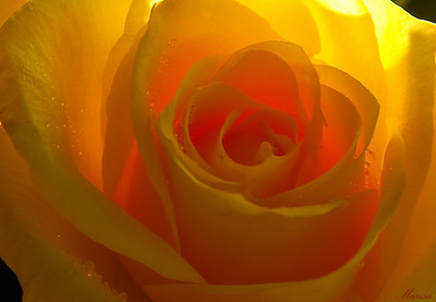 Flowers photo