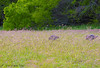 Madrid > Animals photo