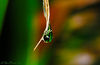 Macro : Small worlds vibrate with their colors and shapes to move cords in ours souls that we ignored they existed.