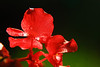 Marisa Lopez-Cruzan > Flowers photo