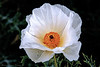 Marisa Lopez-Cruzan > Flowers photo
