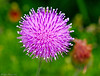 Marisa Lopez-Cruzan > Flowers photo