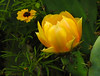 Marisa Lopez-Cruzan > Flowers photo