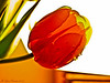 Madrid > Fantasy of a Tulip. This is a real fresh tulip that with a little retouch it looks like glass from Murano.