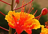 Marisa Lopez-Cruzan > Flowers photo