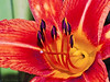 Marisa Lopez-Cruzan > Flowers photo