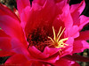 Marisa Lopez-Cruzan > Flowers photo