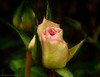 Marisa Lopez-Cruzan > Flowers photo
