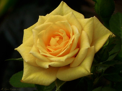 Flowers photo