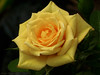 Marisa Lopez-Cruzan > Flowers photo