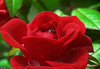 Marisa Lopez-Cruzan > Flowers photo