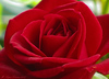 Marisa Lopez-Cruzan > Flowers photo