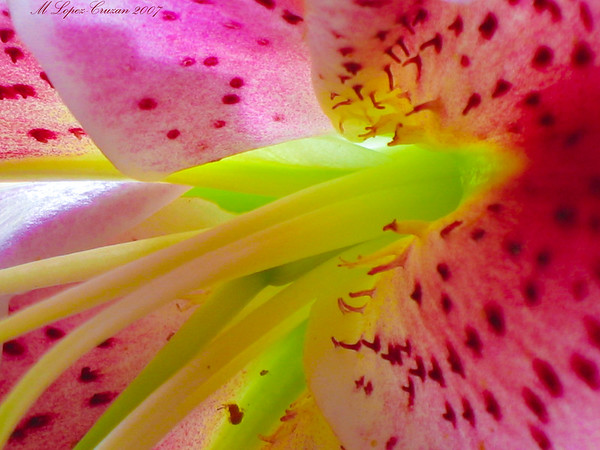 Marisa Lopez-Cruzan > Macro >  Inside