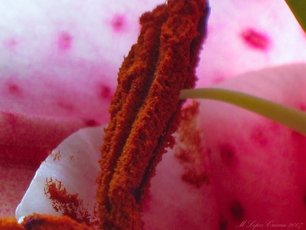 Marisa Lopez-Cruzan > Macro >  Life
