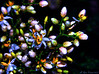 Madrid > Creative Nature >  Rainbow Buds