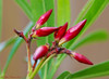 Marisa Lopez-Cruzan > Flowers photo