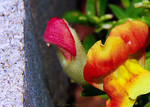 Madrid > Macro >  Flower Hair