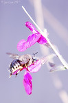 Madrid > Macro >  Bumble Jelewery