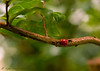 Madrid > My Insects >  Ladybug 2