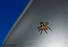 Madrid > My Insects >  Climber