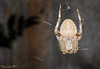 Madrid > My Insects >  I Am Patient