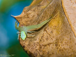 Madrid > Macro >  The Green Spider