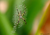 Madrid > My Insects >  Green Spider