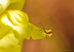 Madrid > Macro >  Itsy Bug