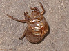 Madrid > My Insects >  Left Behind