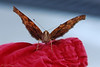 Madrid > Butterflies >  Don't attack me