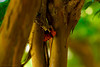 Madrid > Butterflies >  Butterfly Withing The Woods