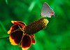 Madrid > Butterflies >  Gray Hairstreak 1