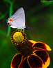 Madrid > Butterflies >  Gray Hairstreak 2