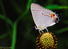 Madrid > Butterflies >  Gray Hairstreak 5