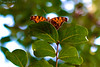 Madrid > Butterflies >  Questionmark