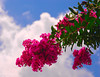Marisa Lopez-Cruzan > Flowers photo