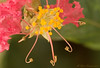 Marisa Lopez-Cruzan > Flowers photo
