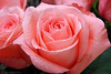 Marisa Lopez-Cruzan > Flowers photo