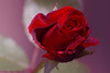 Marisa Lopez-Cruzan > Flowers photo