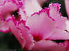 Marisa Lopez-Cruzan > Flowers photo