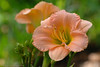 Madrid > Flowers photo